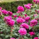 Rose James L Austin