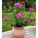 Rose James L Austin