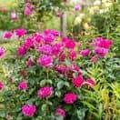 Rose James L Austin