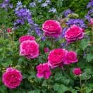 Rose James L Austin