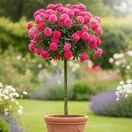 Buy Rose 'Mum in a Million' (Standard, 90-120cm stem) online from Jacksons Nurseries