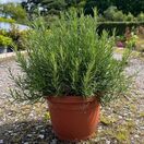 Rosemary Officinalis 5 litre pot