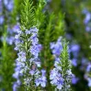 Rosemary Officinalis Flowers