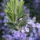 Rosemary Officinalis Flower Close Up