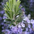 Rosemary Officinalis Flower Close Up