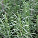 Rosemary Officinalis Foliage close up