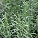Rosemary Officinalis Foliage close up