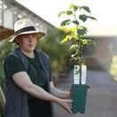 Buy Tayberry Medana online from Jacksons Nurseries.