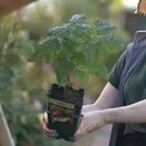 Buy Tayberry Medana online from Jacksons Nurseries.