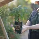 Buy Tayberry Medana online from Jacksons Nurseries.