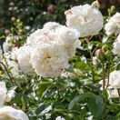 Rose 'Tranquillity' (David Austin Shrub Rose)
