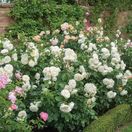 Rose 'Tranquillity' (David Austin Shrub Rose)
