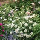 Rose 'Tranquillity' (David Austin Shrub Rose)