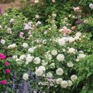 Rose 'Tranquillity' (David Austin Shrub Rose)