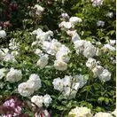Rose 'Tranquillity' (David Austin Shrub Rose)