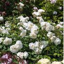 Rose 'Tranquillity' (David Austin Shrub Rose)