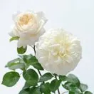 Rose 'Tranquillity' (David Austin Shrub Rose)