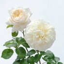 Rose 'Tranquillity' (David Austin Shrub Rose)