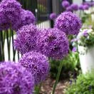 Allium Globemaster