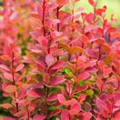 Berberis Orange Rocket