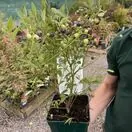 Blueberry Miniblue 2 litre pot JM 2