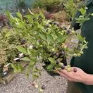Blueberry Miniblue 2 litre pot JM 4