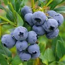 Blueberry Sunshine Blue Fruit