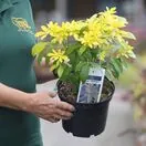 Buy Choisya ternata Sundance (Mexican Orange Blossom) online from Jacksons Nurseries