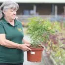 Buy Choisya x dewitteana Aztec Pearl (Mexican Orange Blossom) online from Jacksons Nurseries