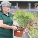 Buy Choisya x dewitteana Aztec Pearl (Mexican Orange Blossom) online from Jacksons Nurseries