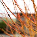 Cornus Midwinter Fire