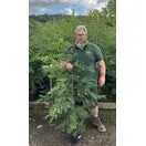 Cupress Leylandii 12-150cm 3-5 litre pot tall 1