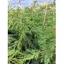 Cupress Leylandii 12-150cm 3-5 litre pot tall 2