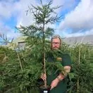 Cupress Leylandii 12-150cm 3-5 litre pot tall Square