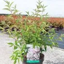 Deutzia Kalmiiflora 3