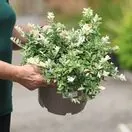 Buy Euonymus fortunei Harlequin (Evergreen Bittersweet) online from Jacksons Nurseries