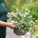 Buy Euonymus fortunei Harlequin (Evergreen Bittersweet) online from Jacksons Nurseries