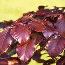 Fagus Sylvatica Atropurpurea 1