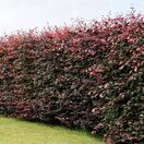 Fagus Sylvatica Atropurpurea 4