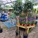 Ilex aquifolium Alaska lollipop 90cm stem 50cm head 2 square