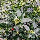 Ilex aquifolium Alaska lollipop 90cm stem 50cm head foliage close up