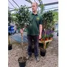 Ilex aquifolium Alaska lollipop 90cm stem 50cm head tall