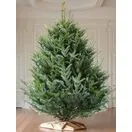 Korean Fir Cut Final