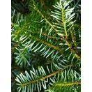 Korean Fir Foliage Close Up Final