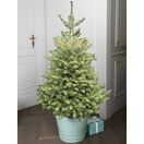 Korean Fir Pot Grown Christmas Tree