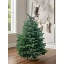 Lasiocarpa Cut Final