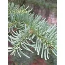 Lasiocarpa Foliage Close Up Final