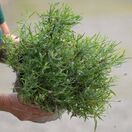 Buy Lavandula angustifolia 'Dwarf Blue' online from Jacksons Nurseries