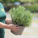 Buy Lavandula angustifolia 'Dwarf Blue' online from Jacksons Nurseries
