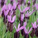 Lavender stoechas